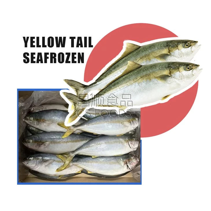 AA Seafrozen Yellow Tail