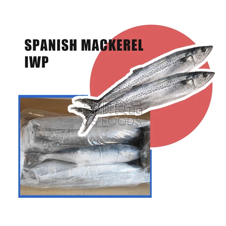 AAA Spanish Mackerel