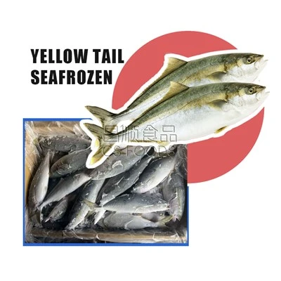Amberjack seafrozen