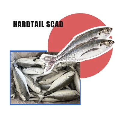 WR Scát Eireaball Reoite